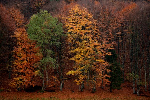 Outdoor nature scene with trees